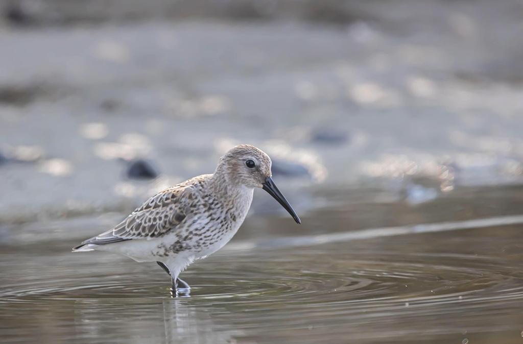 Diverse ecosystem transitioning from forest to wetland
