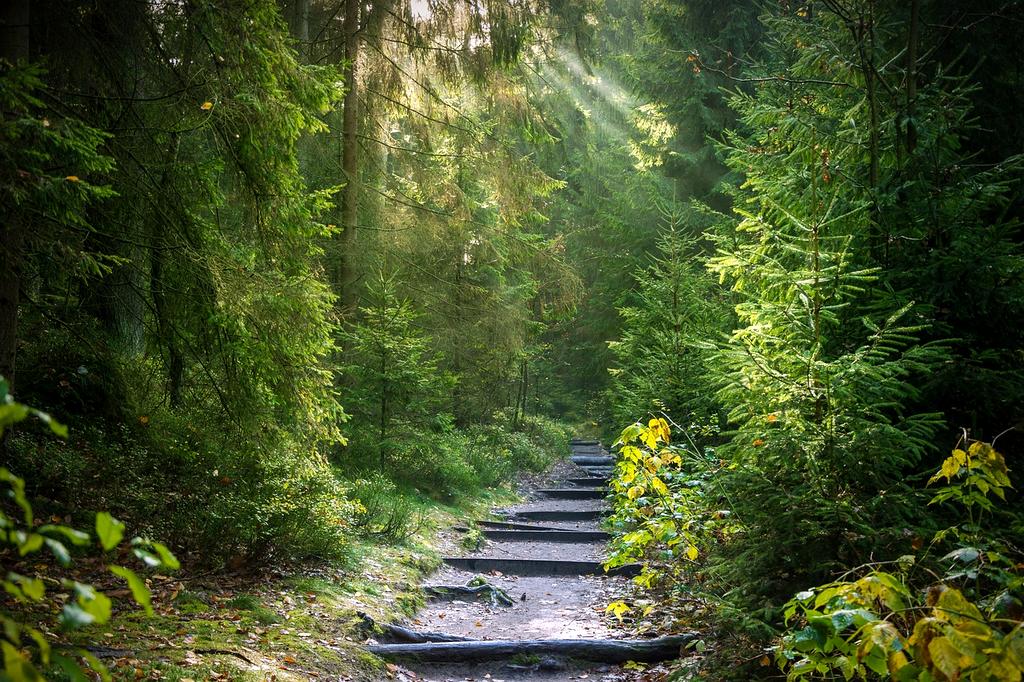 Forest with sunlight shining through trees